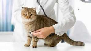 Защо котката не обича да седи на ръцете на човек